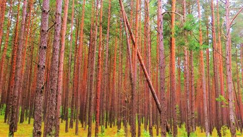 Blick in einen Kiefernwald, Bäume stehen dicht an dicht.