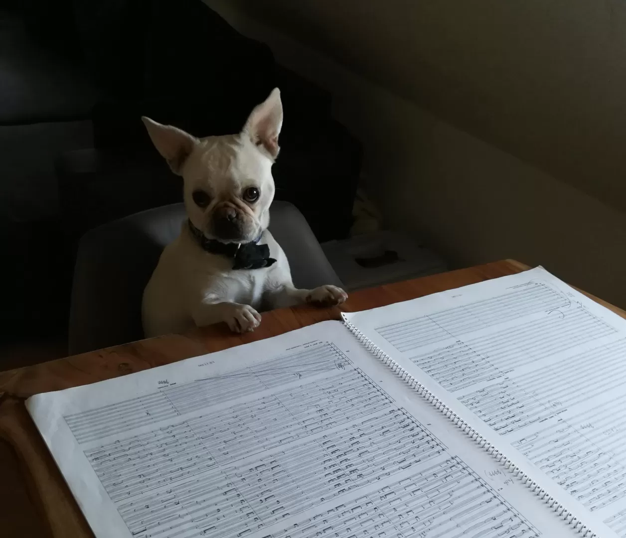 Tatkräftige Unterstützung erhält das Dekanat durch seine kleinste Mitarbeiterin Vita.