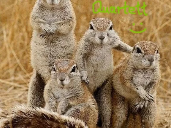Vier Erdmännchen, die das Lorenzo Leone Quartett darstellen sollen