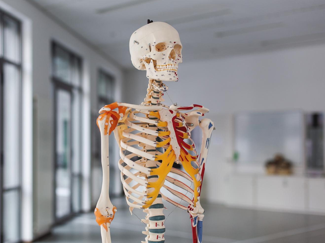Ein Skelett-Modell, Knochen und Sehnen sind farbig markiert und beschriftet.