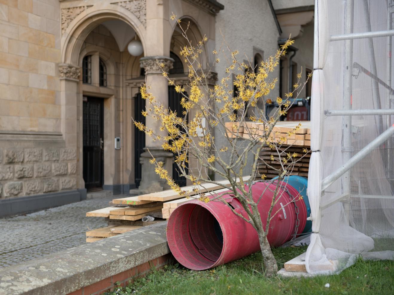 Baustelle mit Holzbrettern und großem roten Plastikrohr, davor wächst eine Forsythie mit gelben Blüten.