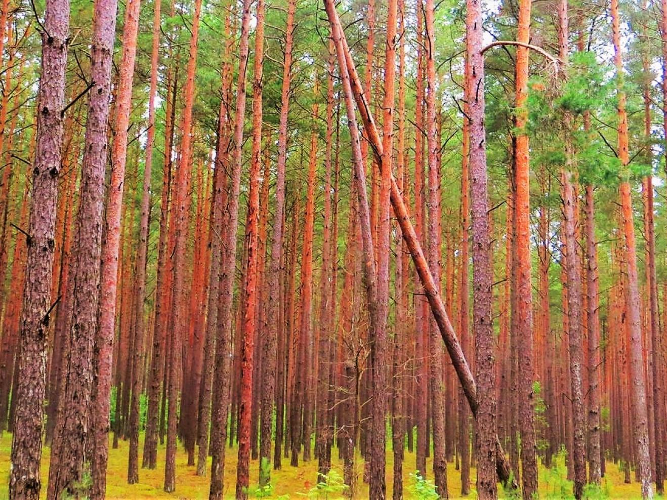 Blick in einen Kiefernwald, Bäume stehen dicht an dicht.